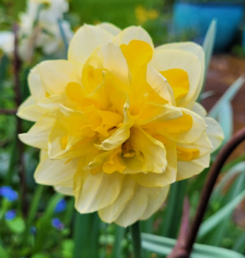 Daffodil Great Leap